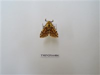 藏品(碎斑黃東燈蛾)的圖片